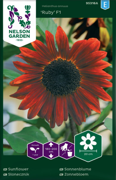 Produktbild von Nelson Garden Sonnenblume Ruby F1 mit einer blühenden roten Sonnenblume und Verpackungsinformationen zu Wuchshöhe und Pflanzentyp.