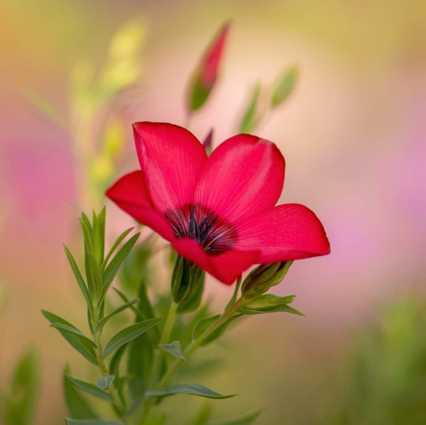 2400-beautiful-blooming-flower-in-garden-1