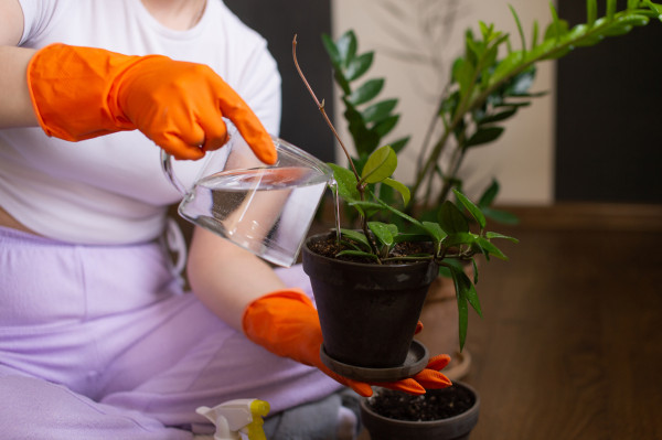 2400-home-plant-hoya-watered-from-a-glass-jug-with-water-in-rubber-gloves