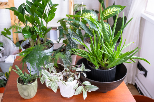 2400-group-of-popular-indoor-plants-on-the-table-in-the-interior-calathea-aloe-diffenbachia-sansevieria-ficus-houseplant-growing-and-caring-for-indoor-plant-green-home-irrigation-f