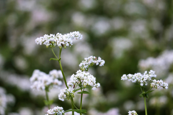 buckwheat-4424168_1920