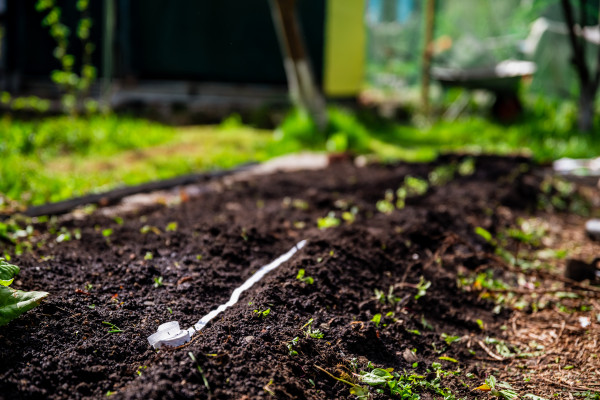 large-the-process-of-planting-seeds-on-a-tape-in-the-ground-planting-carrots-2