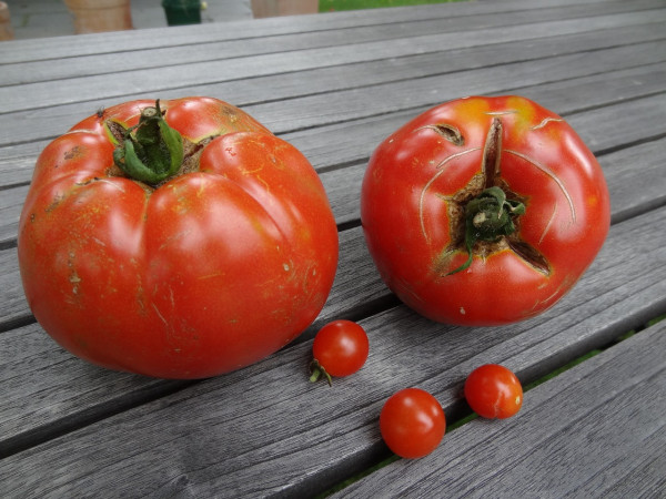 tomatoes-1484810_1280