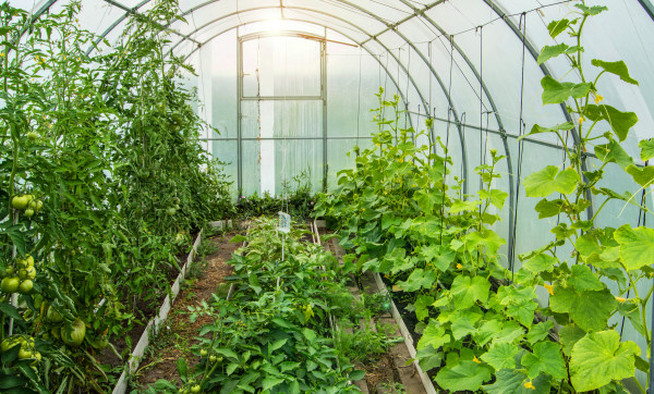 large-a-greenhouse-with-tomatoes-growing-in-it