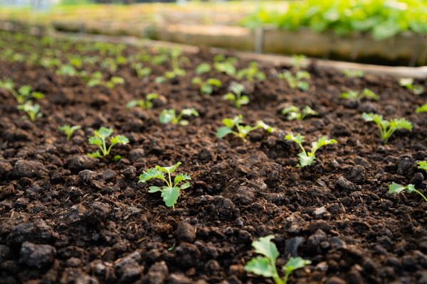 large-organic-vegetable-garden-growing-vegetables-naturally-without-harmful-chemicals-and-pesticides