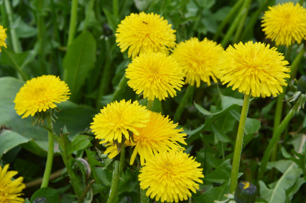2400-meadow-with-yellow-dandelion-flowers-in-green-grass-close-up-in-summer