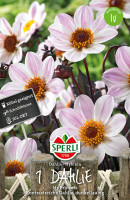 Sperli Dahlie Hs Princess