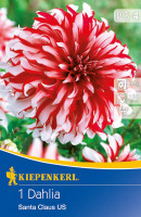 Kiepenkerl Dekorative Dahlie Santa Claus