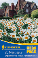 Kiepenkerl Mega-Pack Englische Narzissenwiese weiß-orange