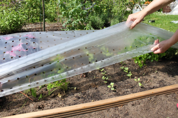 Produktbild von Videx Frühbeet-Folie gelocht transparent 1, 50, x5 m, wird über Pflanzen im Garten gelegt, zur Demonstration mit einer Hand teilweise angehoben.