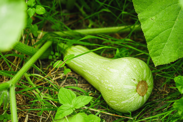 2400-young-plant-butternut-squash-on-an-organic-farm-2
