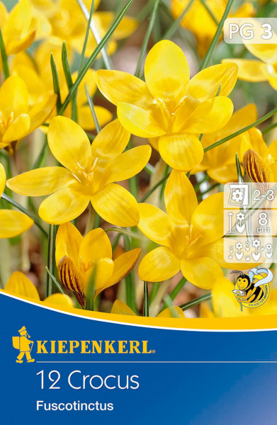 Produktbild von Kiepenkerl Botanischer Krokus Fuscotinctus mit der Darstellung gelber Krokusblüten und Informationen zur Pflanzstärke sowie Symbolen für Standort und Blütezeit.