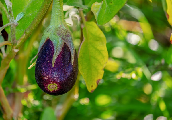 eggplant-3705548_1280