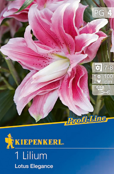 Produktbild von Kiepenkerl Gefüllte Lilie Lotus Elegance mit blühender pinker Lilie und Verpackungsdesign samt Pflanzanleitung und Markenlogo