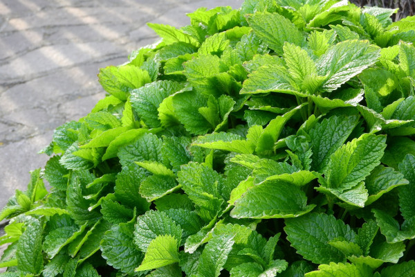 lemon-balm-2370811_1280