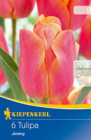 Kiepenkerl Triumph-Tulpe Jimmy