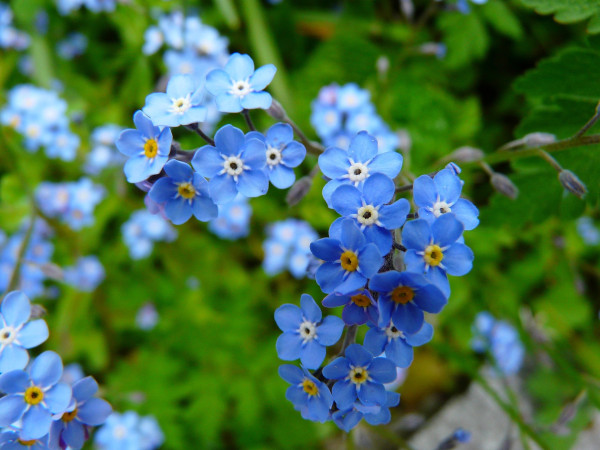 forget-me-not-3966_1920