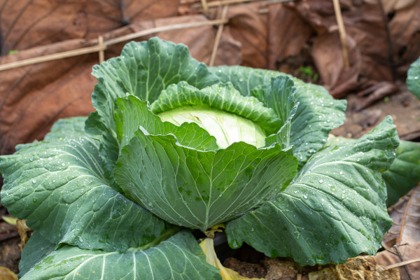 2400-big-green-cabbage-in-the-vegetable-garden
