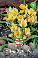 Wildtulpen Pflanzen und Pflegen Samen.de