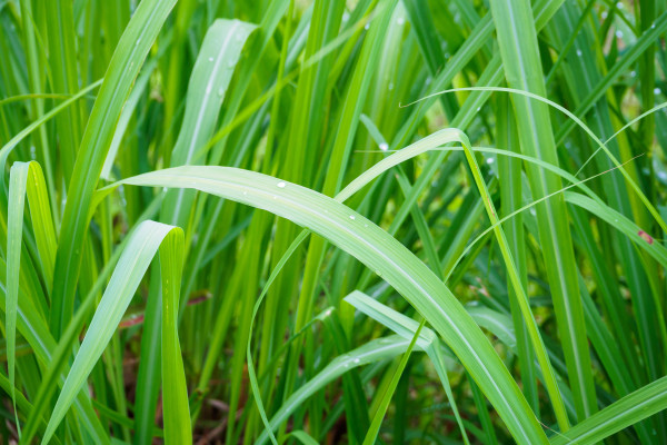 large-lemon-grass-plant-green-leaf-background