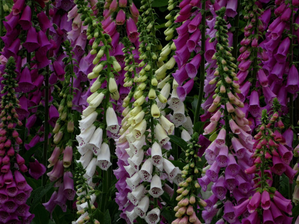 foxglove-4872586_1920