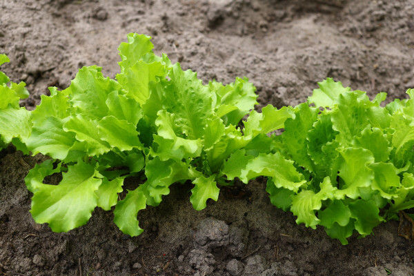 2400-lettuce-grows-in-the-garden-1