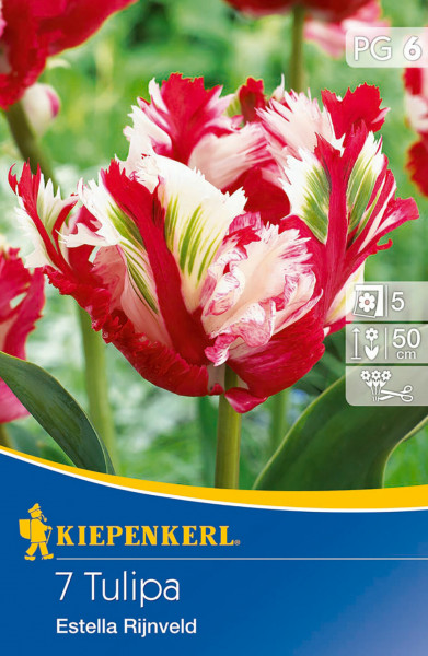 Produktbild von Kiepenkerl Papagei Tulpe Estella Rijnveld mit Darstellung der rot-weiß gefransten Blüten und Produktinformationen.