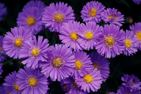 asters-6782142_1920