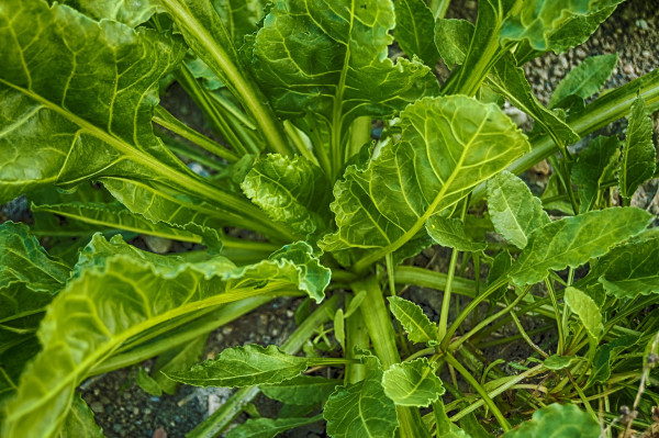 spinach-3711982_1920