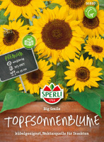 Sperli Topfsonnenblume Big Smile