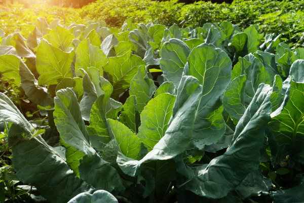 2400-green-leaf-of-cauliflower