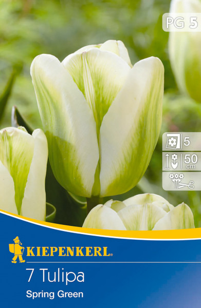 Produktbild von Kiepenkerl Viridiflora-Tulpe Spring Green mit Nahaufnahme der weißen Blüten mit grünen Streifen und Verpackungsinformationen.