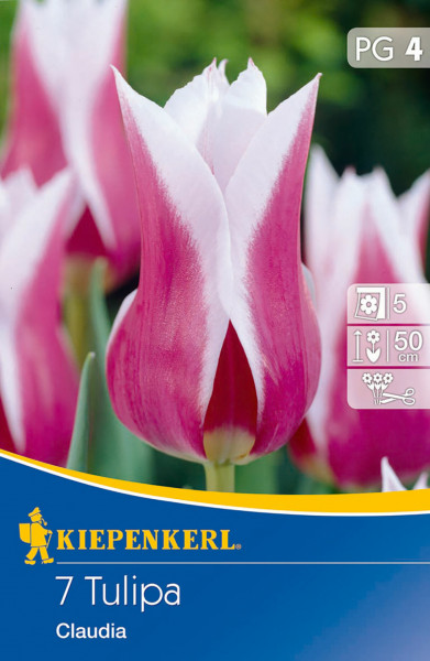 Produktbild der Kiepenkerl lilienblütigen Tulpe Claudia mit Blüten in Weiß und Pink sowie Verpackungsinformationen über Pflanzzeit und Wuchshöhe.