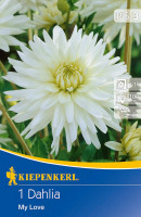 Kiepenkerl Kaktus-Dahlie My Love