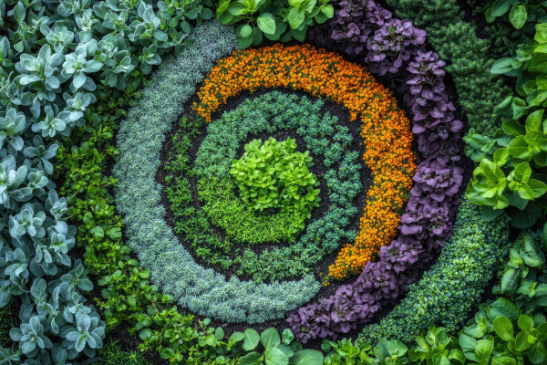 large-colorful-spiral-herb-garden-forming-a-beautiful-mandala-pattern