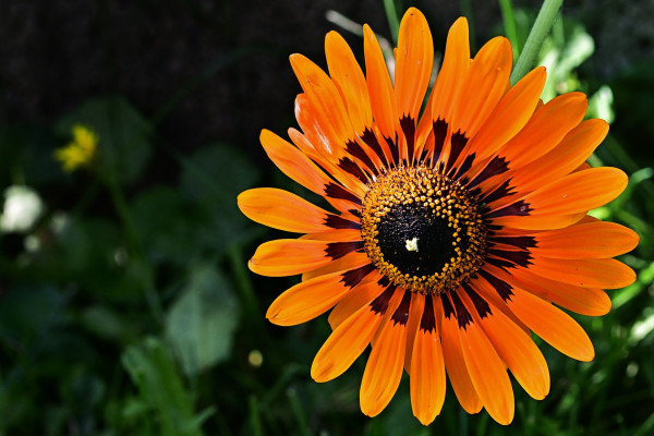 flower-4387382_1920