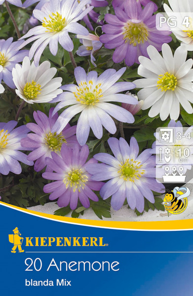Produktbild von Kiepenkerl Balkan-Windröschen Mischung mit Darstellung blühender Pflanzen und Informationen zur Bepflanzung und Wuchshöhe.