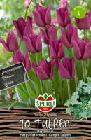 Sperli Triumph-Tulpe Passionale