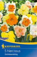Kiepenkerl Narzissenmischung Orchideenblütiger Mix