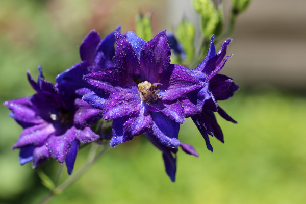 larkspur-3512672_1920