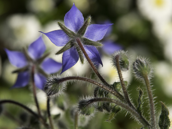 vecteezy_summer-time-in-the-garden_10905207