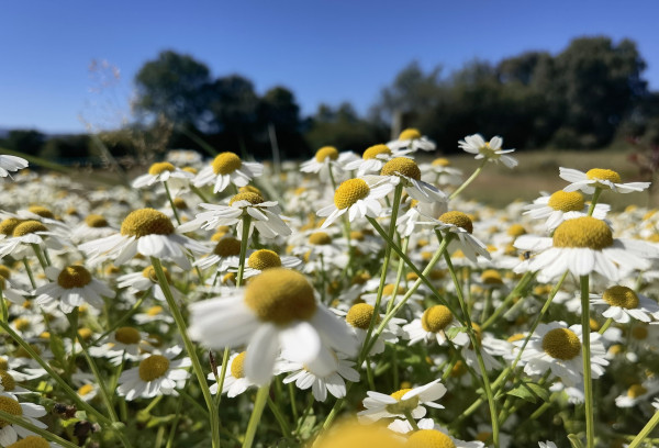 feverfew-7418538_1920