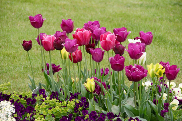 tulips-1405483_1280
