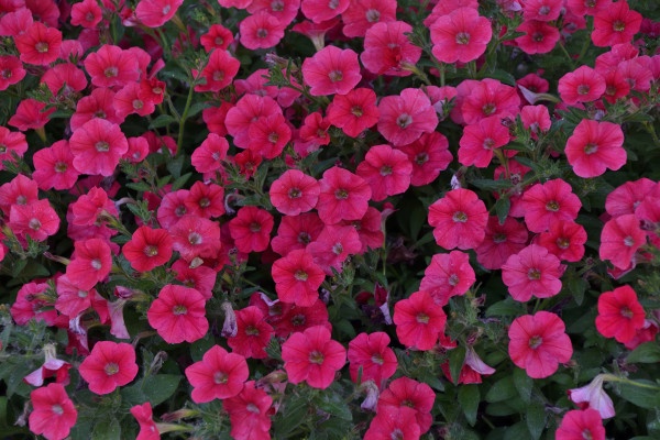2400-red-petunia-flowers-there-are-many-colors-of-petunia-nyctaginiflora