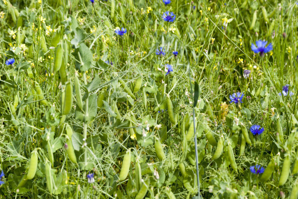 large-field-of-green-peas