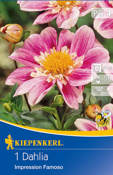 Produktbild der Kiepenkerl Halskrausen-Dahlie Impression Famoso mit Darstellung der Blüten und Verpackungsdesign mit Markenlogo und Pflanzeninformationen
