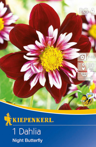Produktbild der Kiepenkerl Halskrausen-Dahlie Night Butterfly mit einer Darstellung der blühenden Pflanze und Verpackungsinformationen wie Wuchshöhe und Blütezeit.