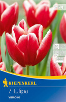 Kiepenkerl Triumphtulpe Vampire