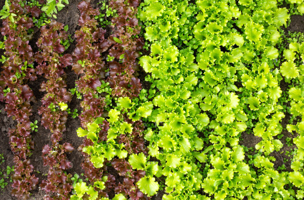 2400-green-leaf-lettuce-and-red-lettuce-background