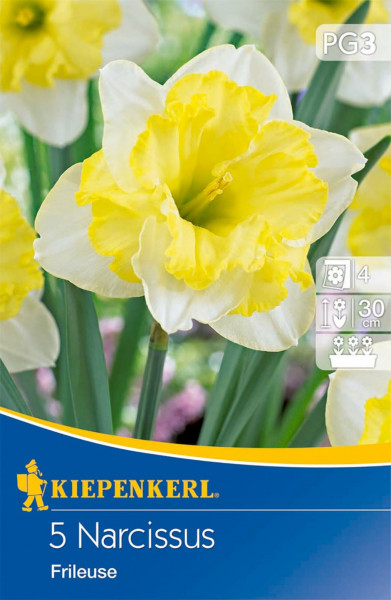 Produktbild von Kiepenkerl Großkronige Narzisse Frileuse mit fünf Blumenzwiebeln Verpackung und Pflegehinweisen zu Pflanzzeit und Wuchshöhe.